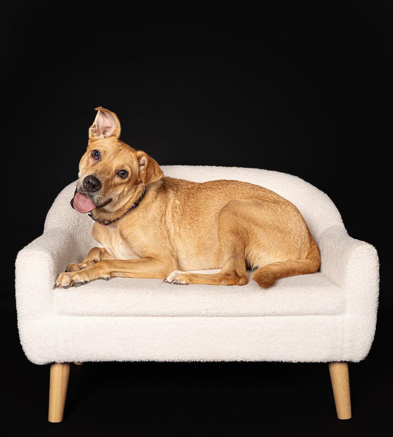 Enlarge Figgy, a Adoptable Mixed Breed in MOORESVILLE, NC image 3/6