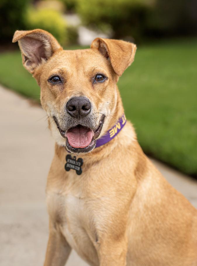 Enlarge Figgy, a Adoptable Mixed Breed in MOORESVILLE, NC image 4/6