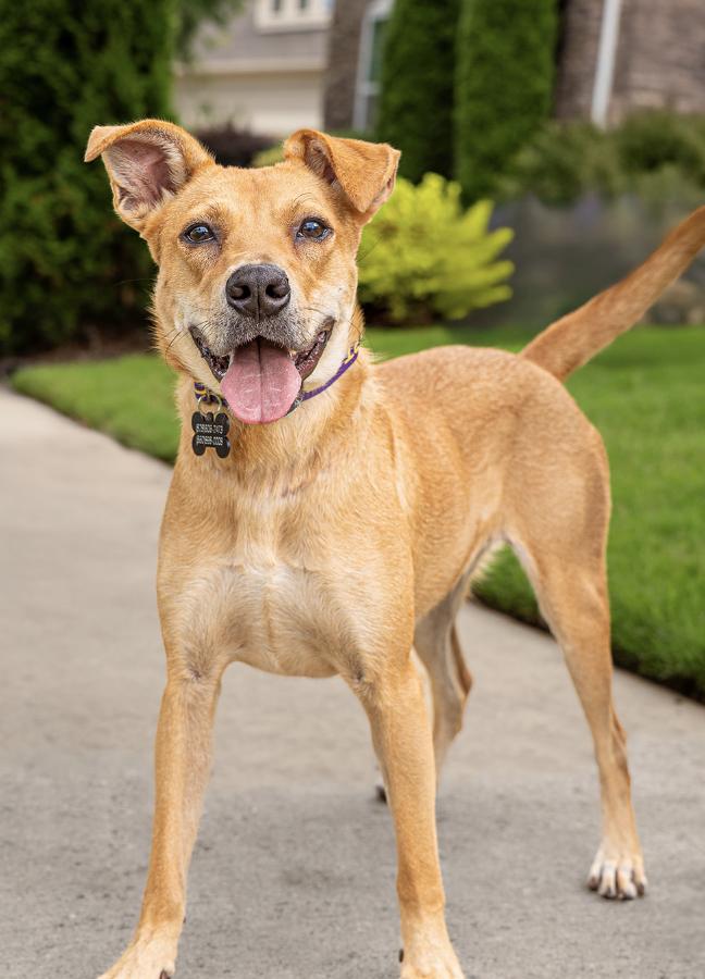 Enlarge Figgy, a Adoptable Mixed Breed in MOORESVILLE, NC image 5/6