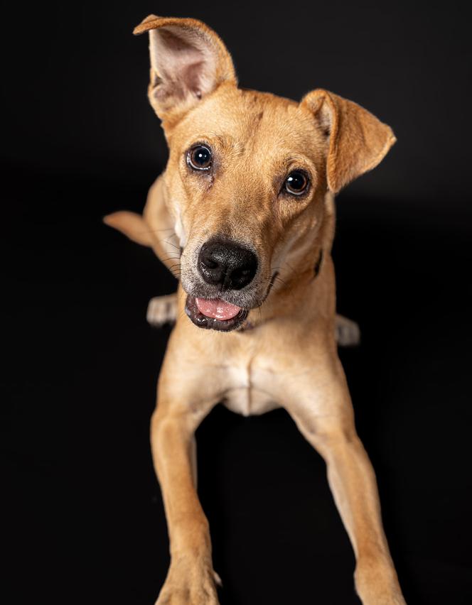 Enlarge Figgy, a Adoptable Mixed Breed in MOORESVILLE, NC image 6/6