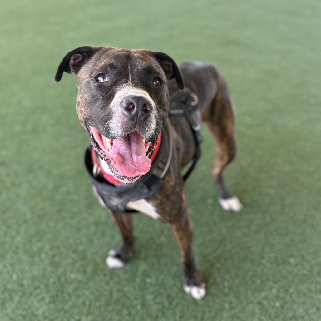 Bruno, Adoptable, Adult Male Boxer & Mixed Breed.