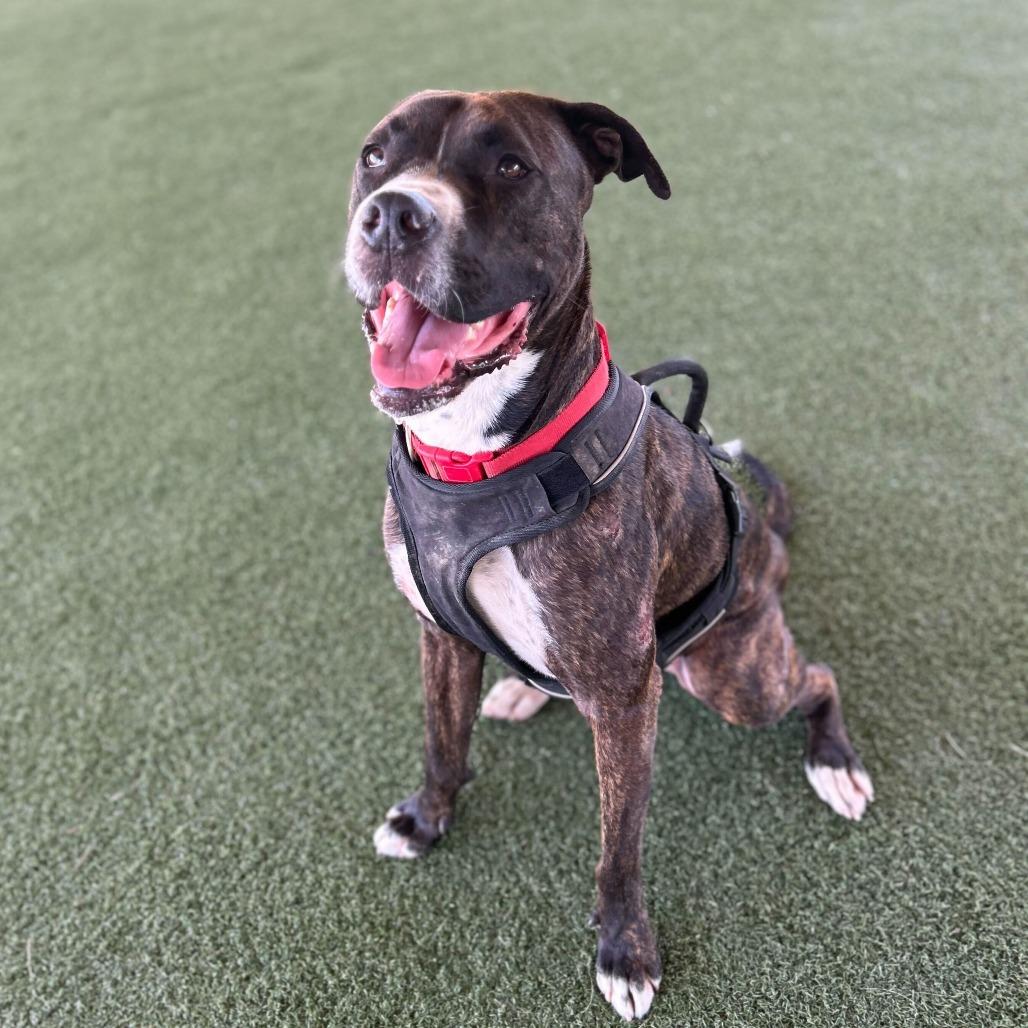 Bruno, Adoptable, Adult Male Boxer & Mixed Breed.