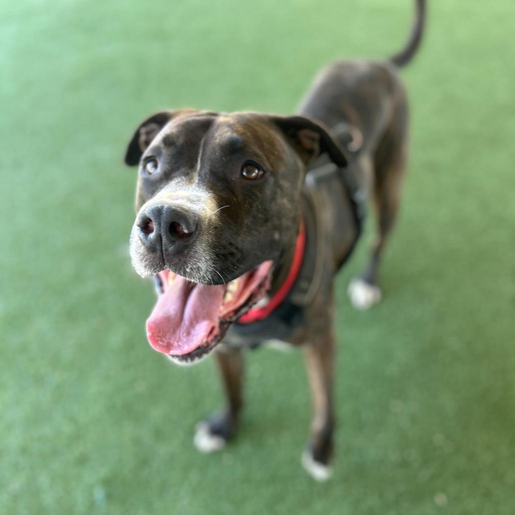 Bruno, a Adoptable mixed breed in Riverside, CA image 2/5