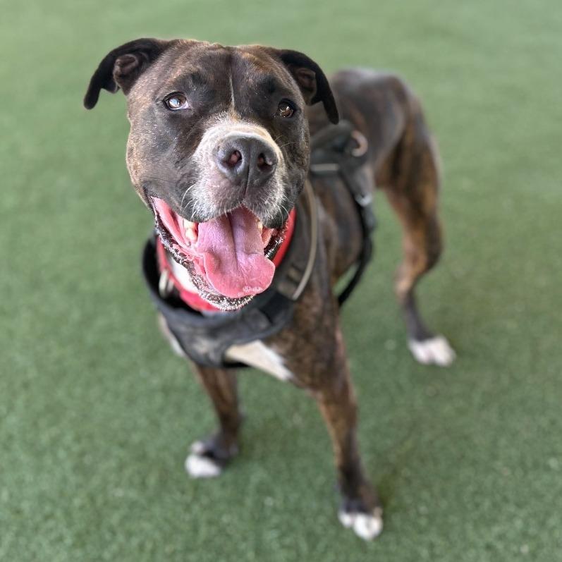 Bruno, a Adoptable mixed breed in Riverside, CA image 3/5