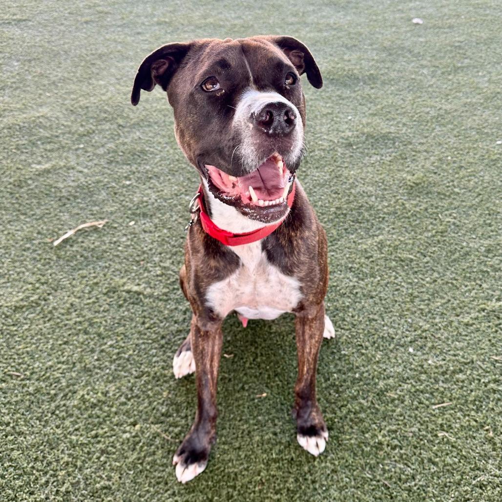 Bruno, Adoptable, Adult Male Boxer & Mixed Breed.