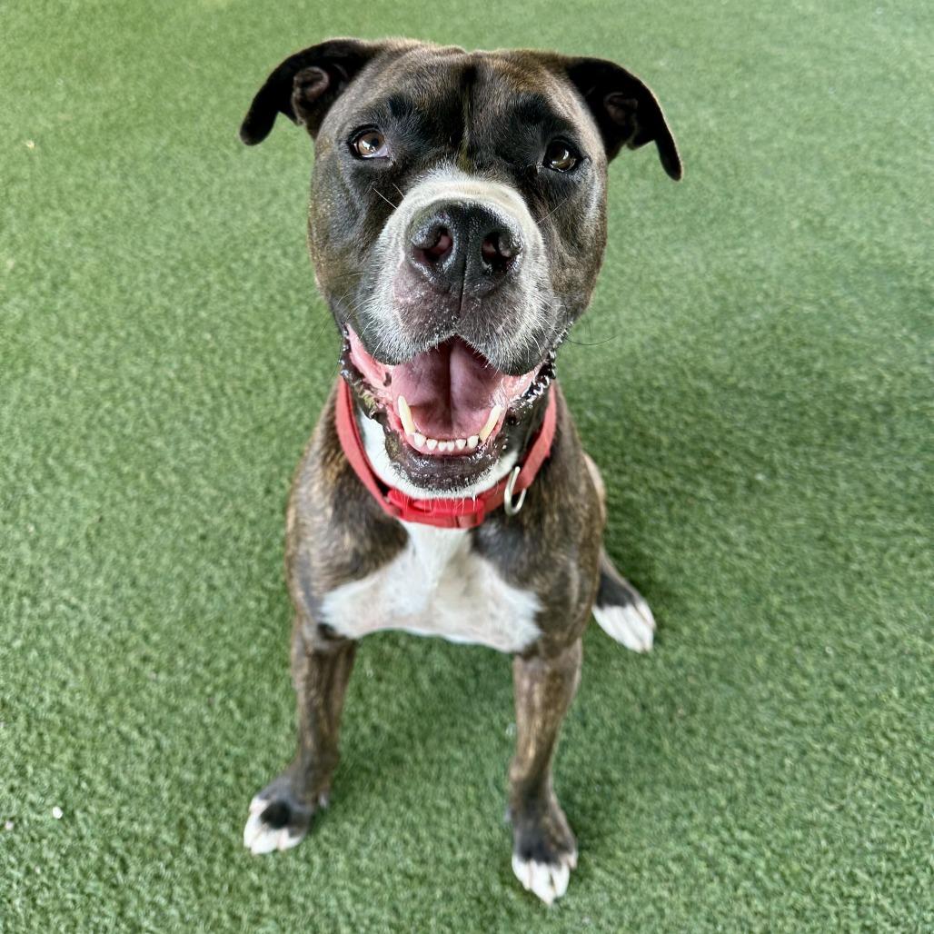 Enlarge Bruno, a Adoptable mixed breed in Riverside, CA image 3/6