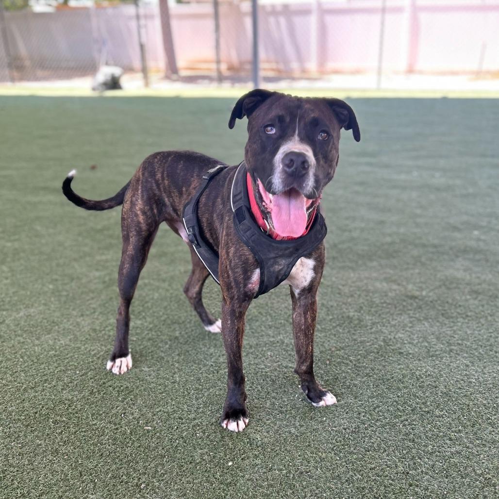 Bruno, a Adoptable mixed breed in Riverside, CA image 3/5