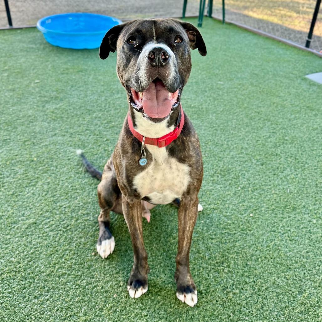 Enlarge Bruno, a Adoptable mixed breed in Riverside, CA image 2/6