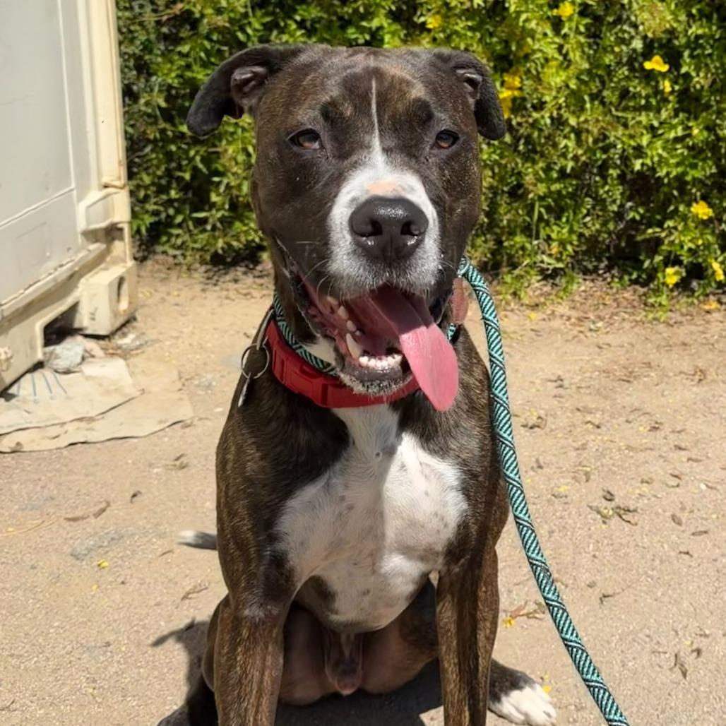 Enlarge Bruno, a Adoptable mixed breed in Riverside, CA image 4/6