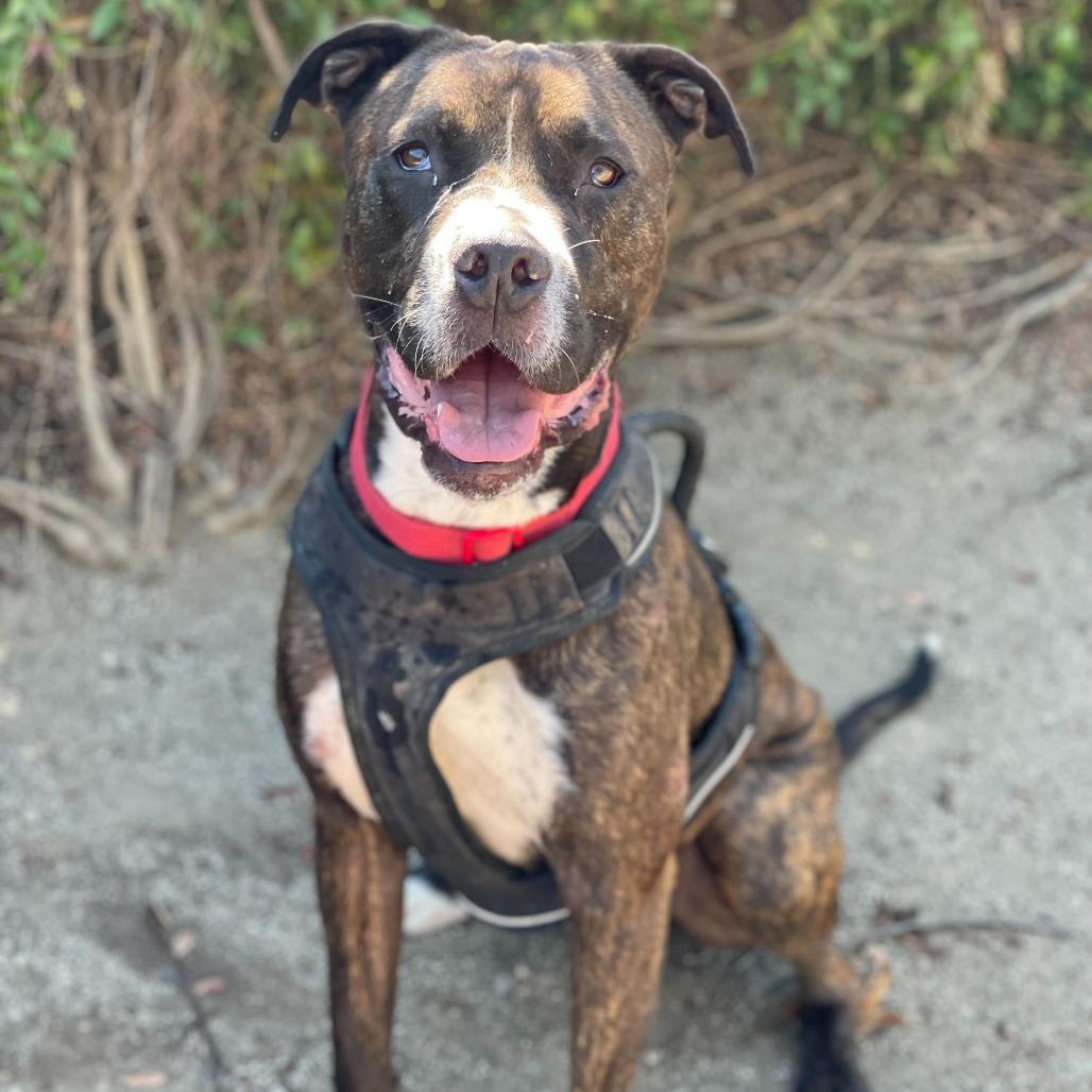 Enlarge Bruno, a Adoptable mixed breed in Riverside, CA image 5/6