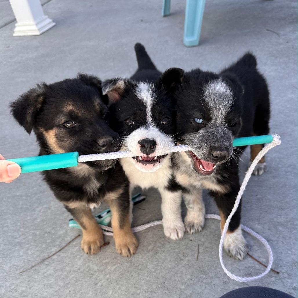 Wagyu, a Adoptable Mixed Breed in Park City, UT image 1/3