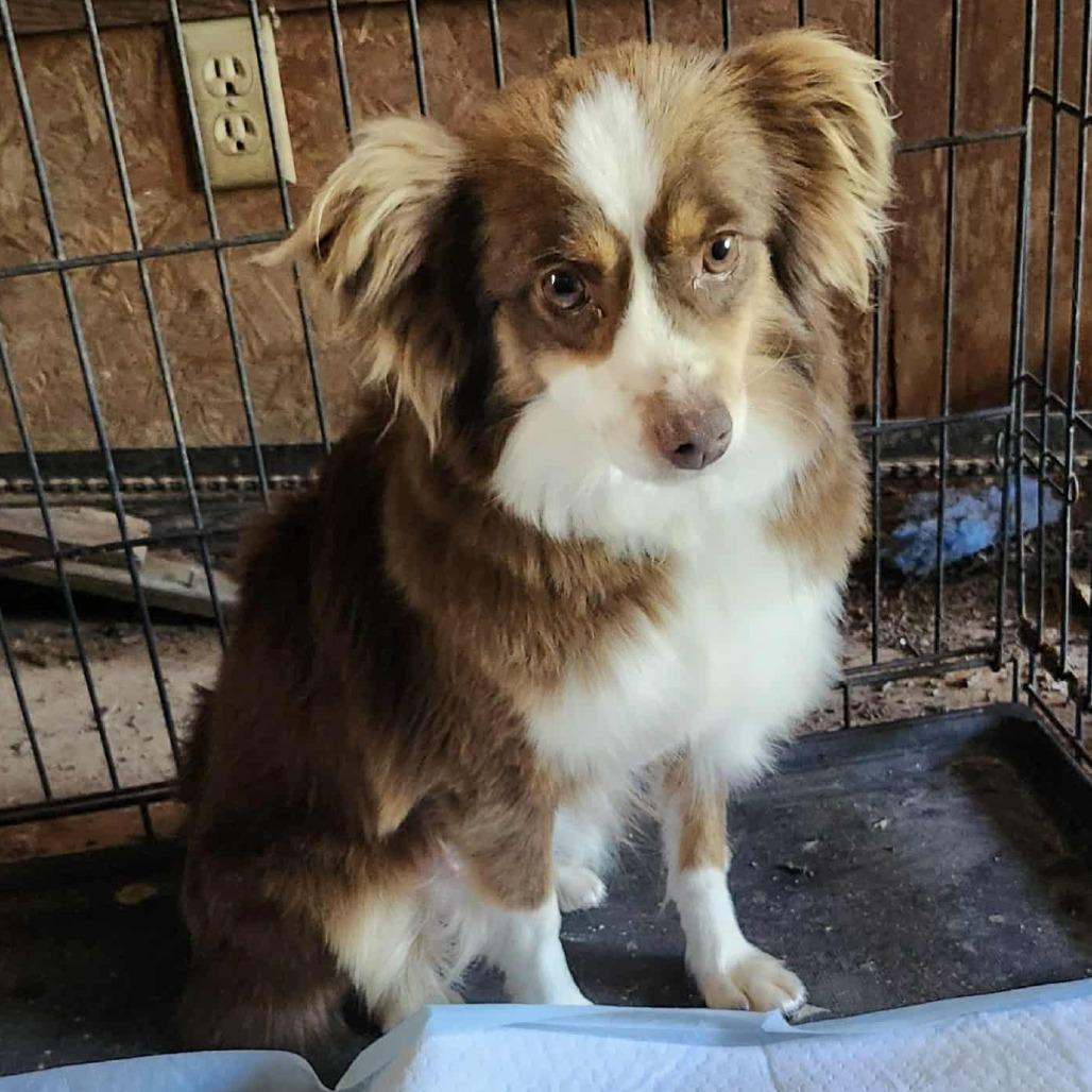 Brandy, a Adoptable Australian Shepherd in Ada, MN image 1/2