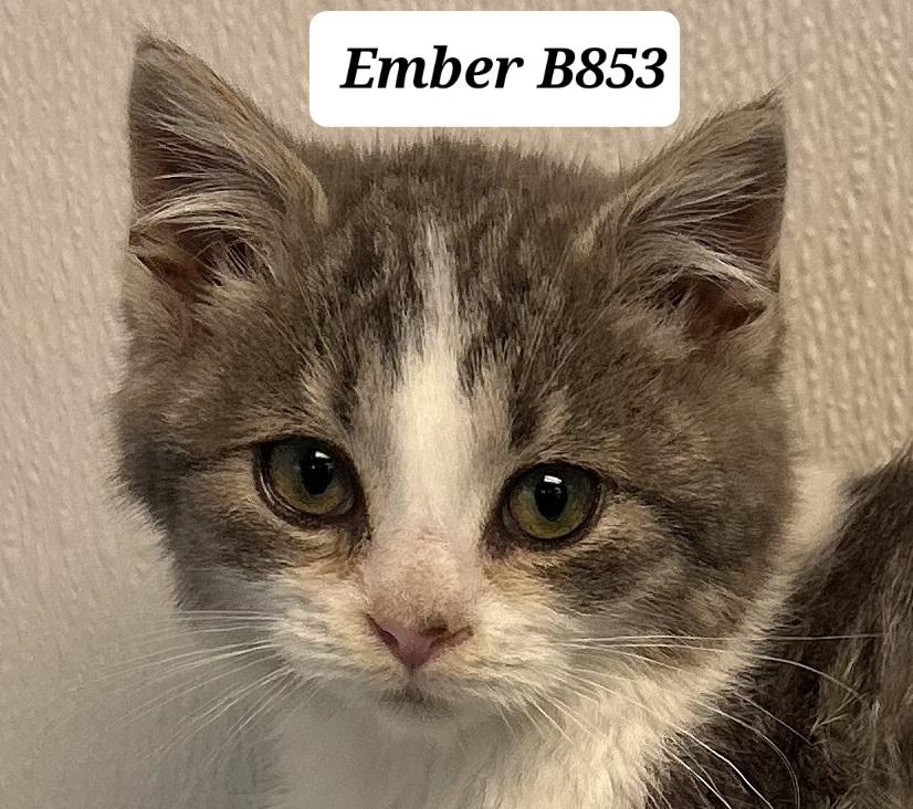 Ember, ADOPTABLE, Kitten Female Domestic Short Hair.