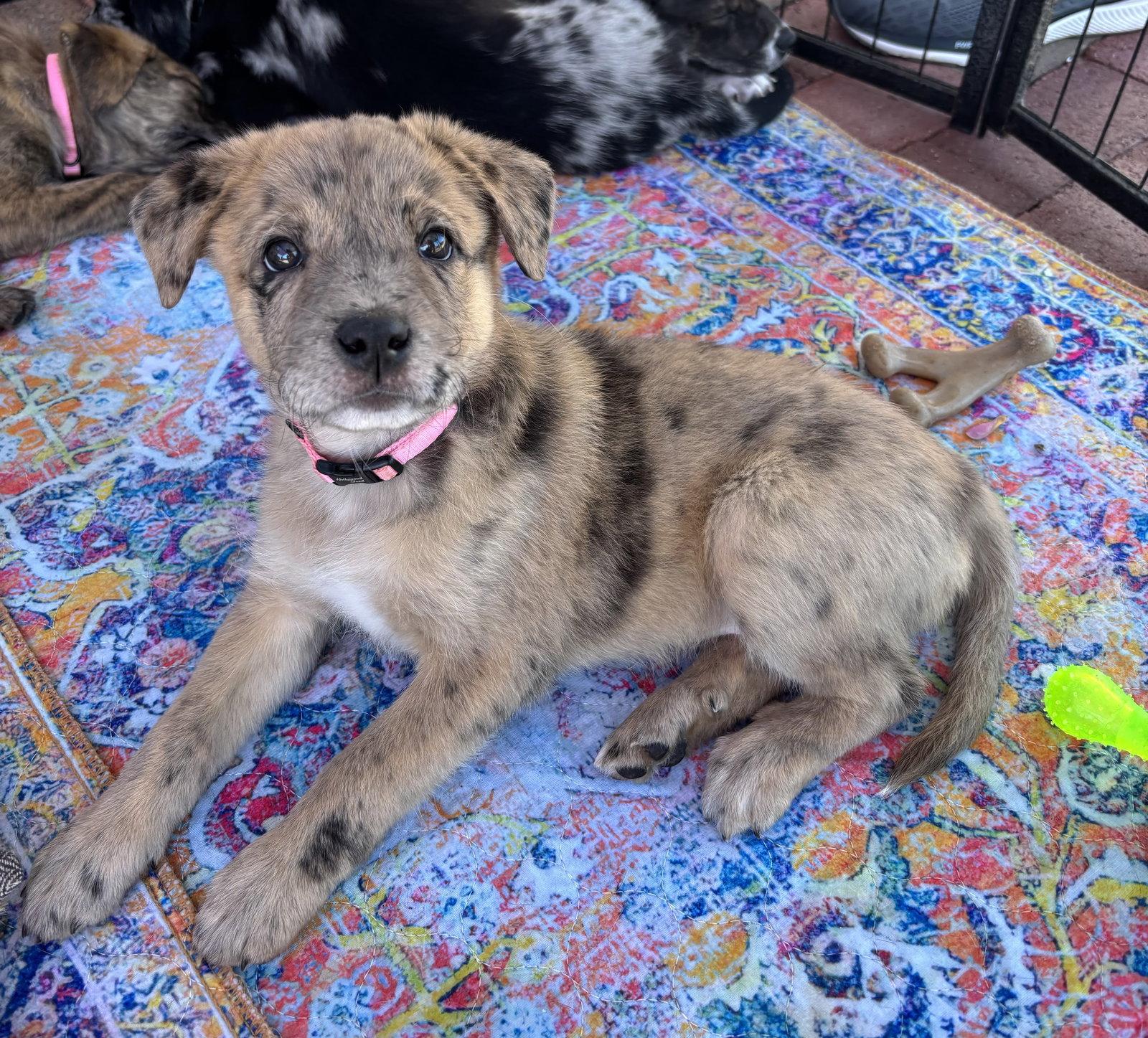 Enlarge REMI, a Adopted mixed breed in Griswold, CT image 3/3