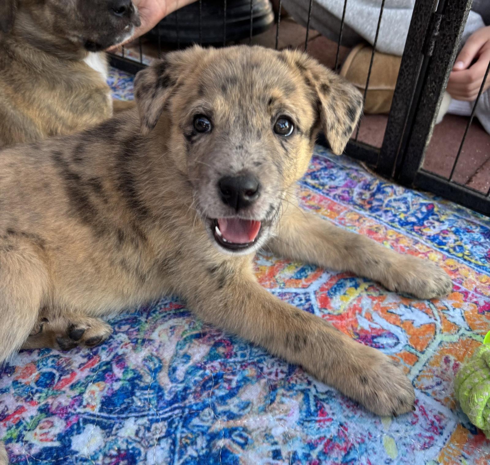 Enlarge REMI, a Adopted mixed breed in Griswold, CT image 1/3