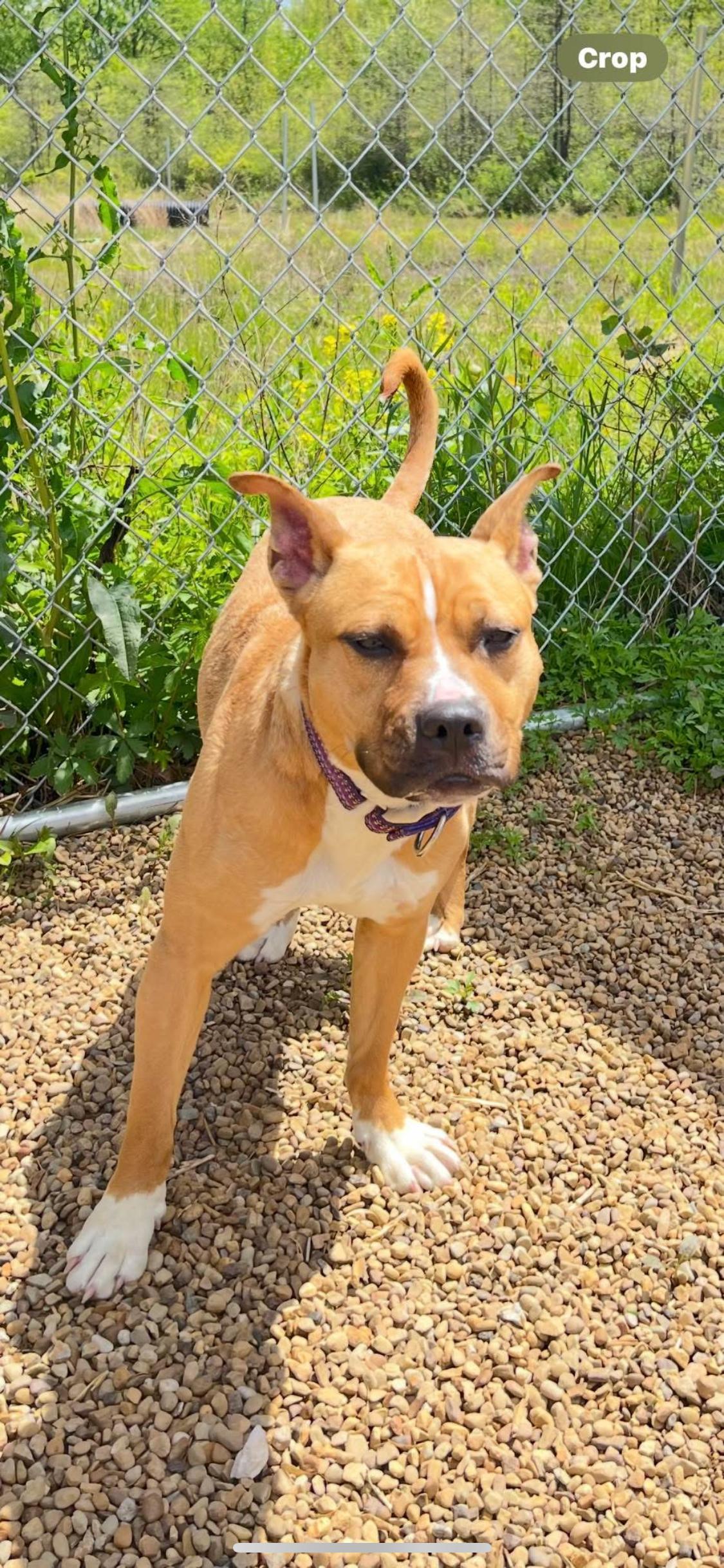 Fern, Young Female Mixed Breed