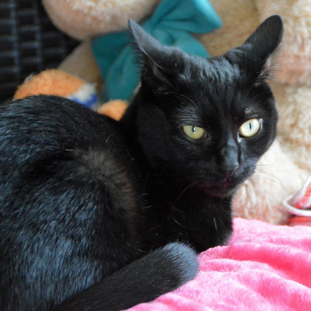 Enlarge Erika, a Adoptable Domestic Short Hair in Middletown, NY image 3/3