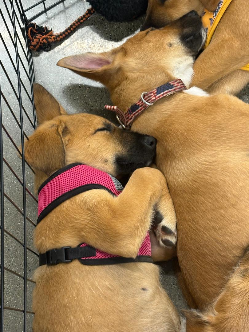 Enlarge Flower, an adopted mixed breed in Herald, CA image 1/1