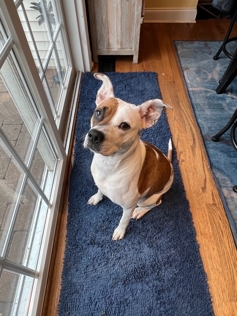 Nahla