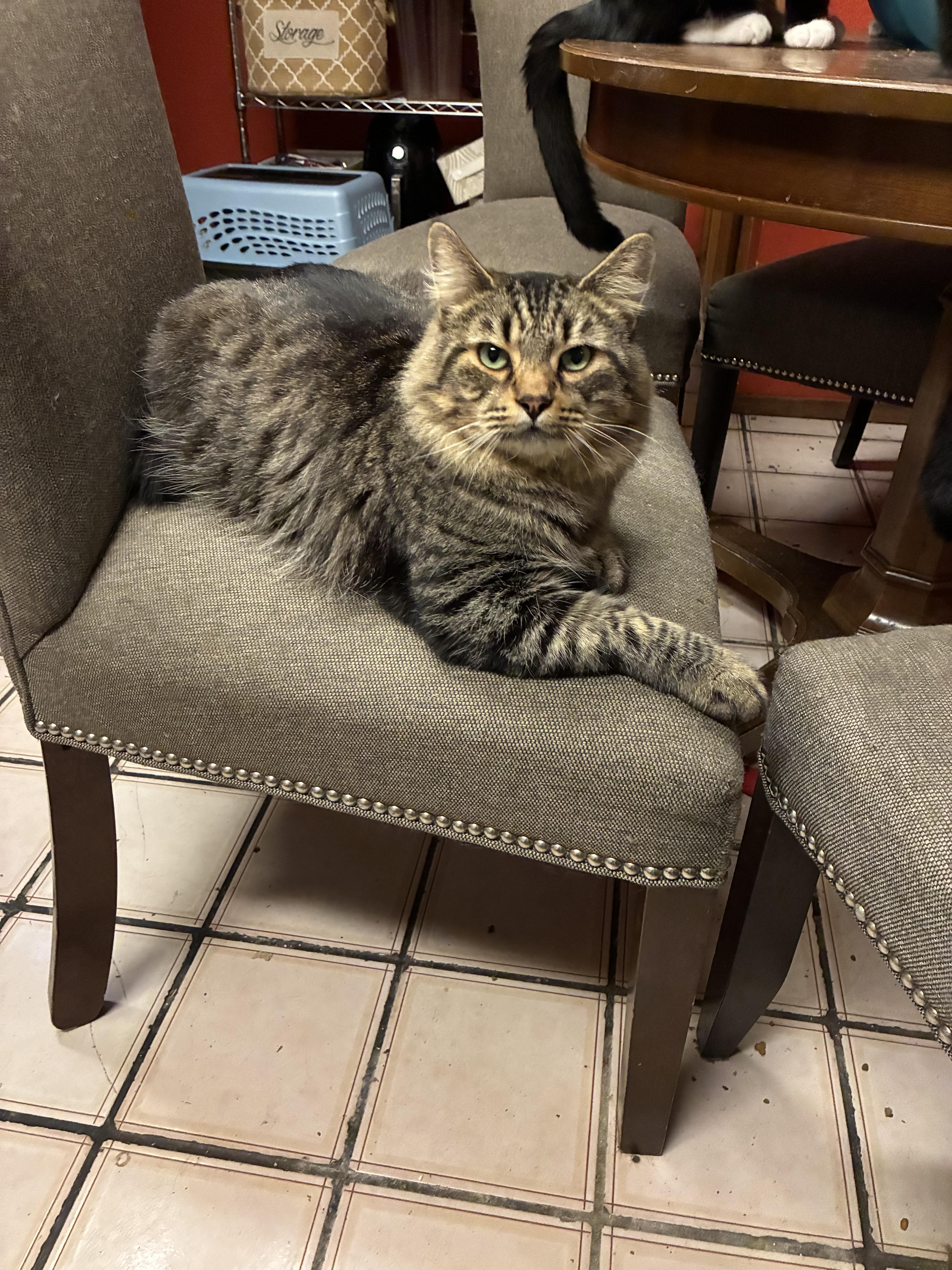 Enlarge Leo, a ADOPTABLE mixed breed in Antioch, CA image 1/1