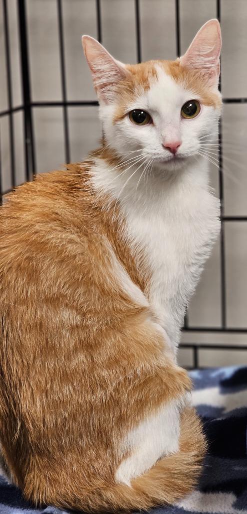 Foxxy, Adoptable, Adult Female Domestic Short Hair.