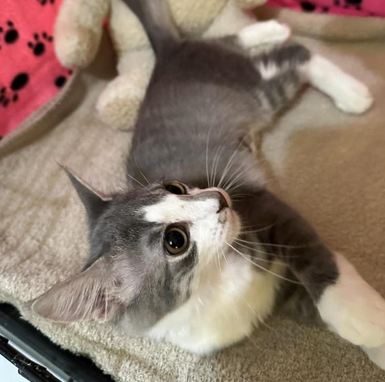 Enlarge Sapphire, a Adoptable Domestic Medium Hair in Waxahachie, TX image 2/3