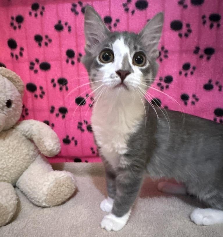 Enlarge Sapphire, a Adoptable Domestic Medium Hair in Waxahachie, TX image 1/3