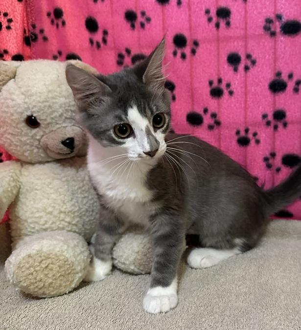 Enlarge Sapphire, a Adoptable Domestic Medium Hair in Waxahachie, TX image 3/3