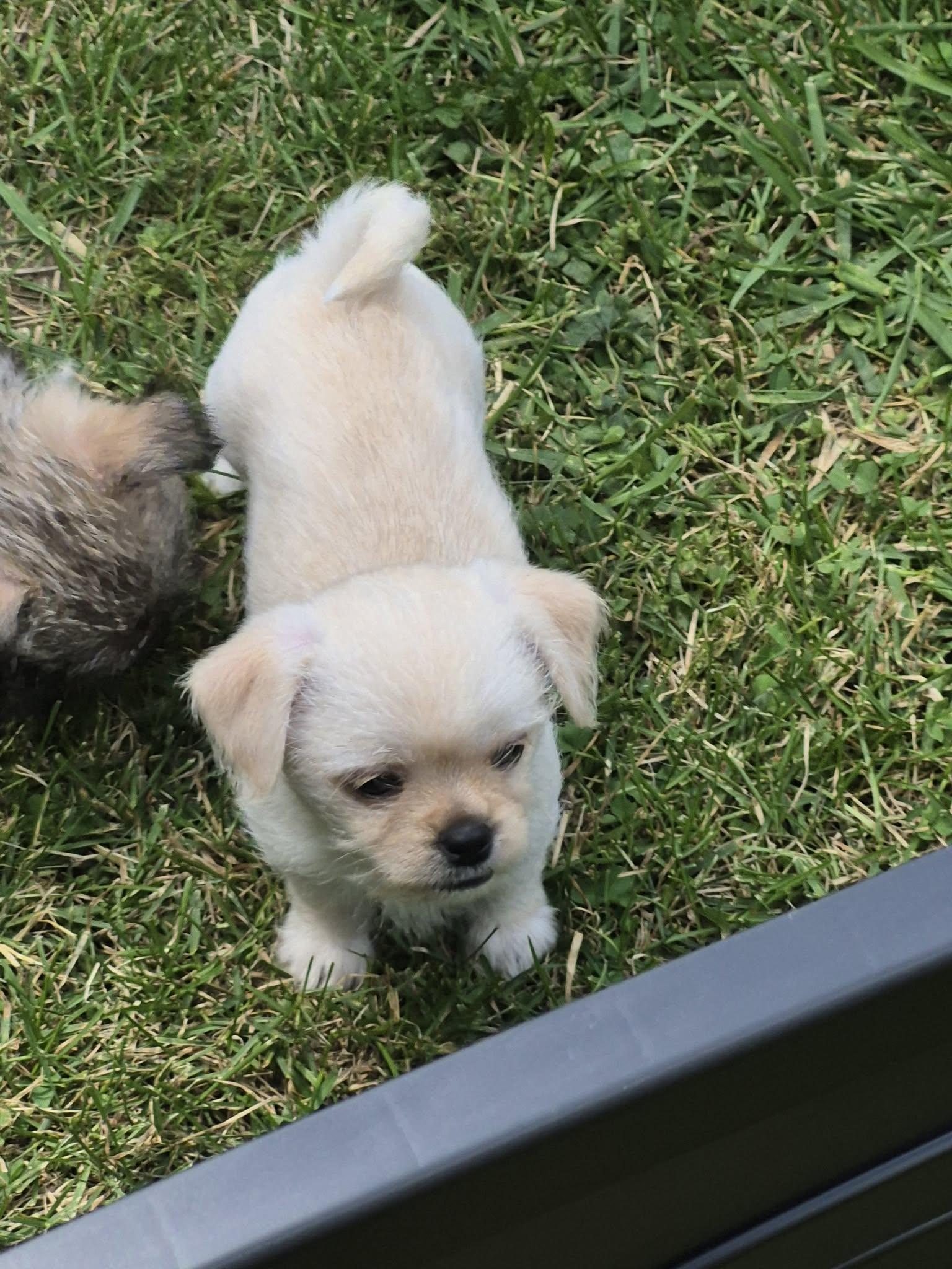 Thor, an adopted mixed breed in Covington, KY image 2/4
