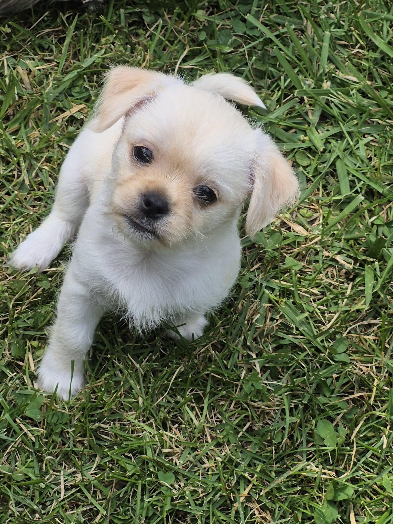 Thor, adopted, Puppy Male Chihuahua.