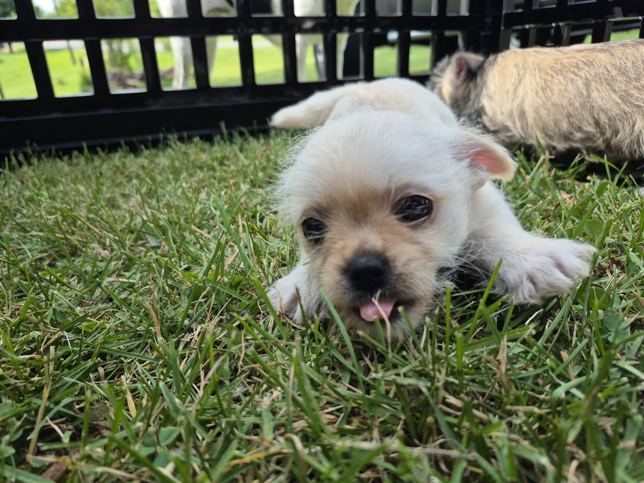 Thor, an adopted mixed breed in Covington, KY image 3/4