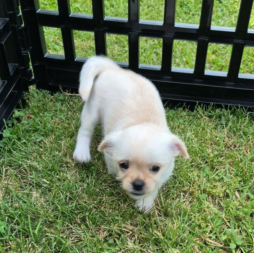 Thor, an adopted mixed breed in Covington, KY image 4/4