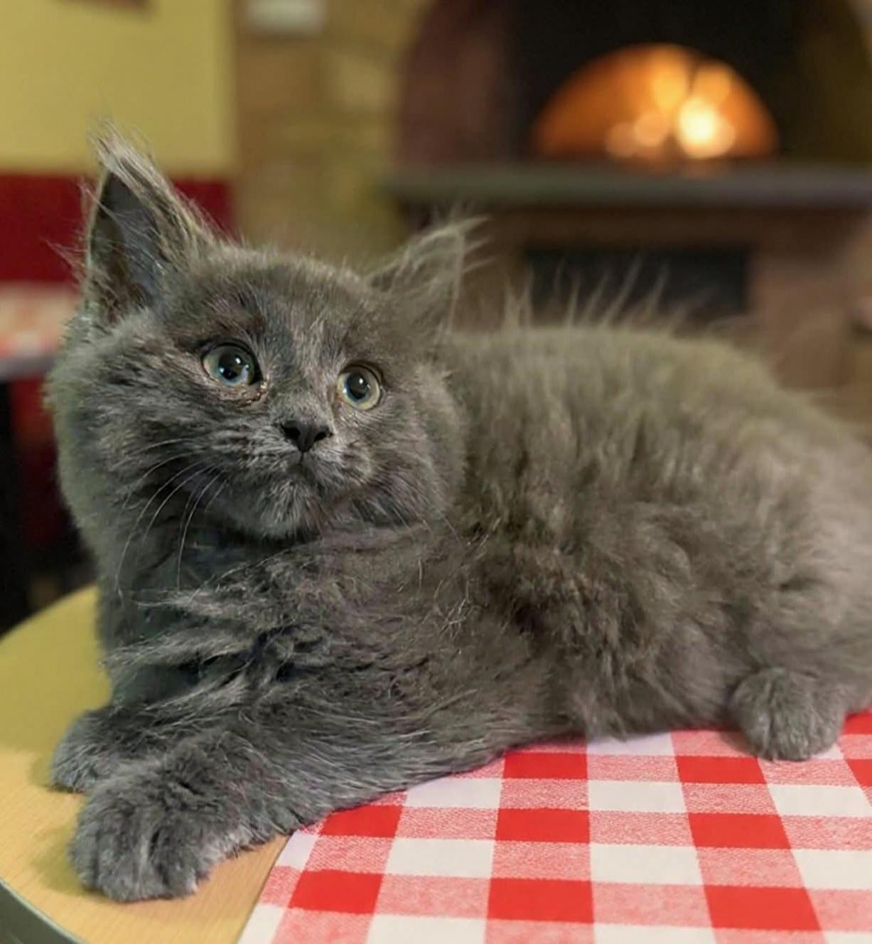 Augustine, adopted, Kitten Male Domestic Medium Hair.