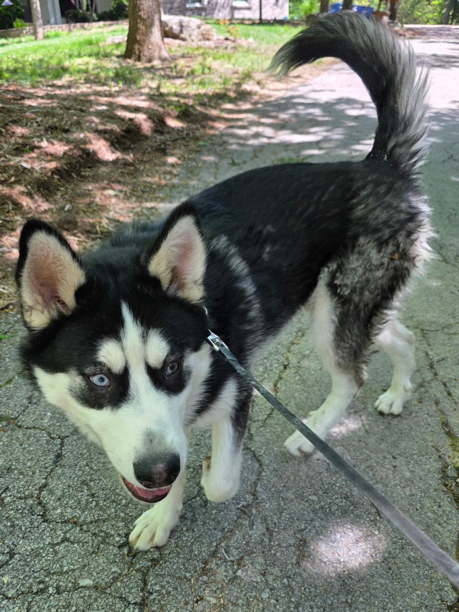 Despin, a ADOPTABLE Siberian Husky in Washington, MO image 2/3