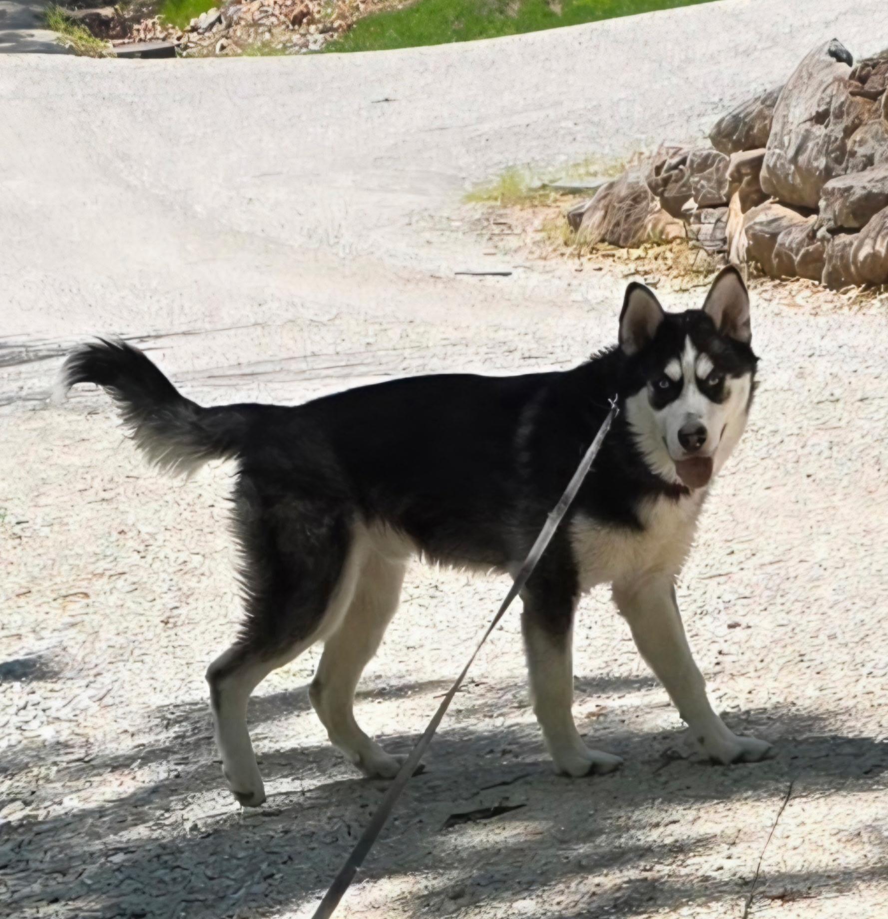 Despin, a ADOPTABLE Siberian Husky in Washington, MO image 1/3