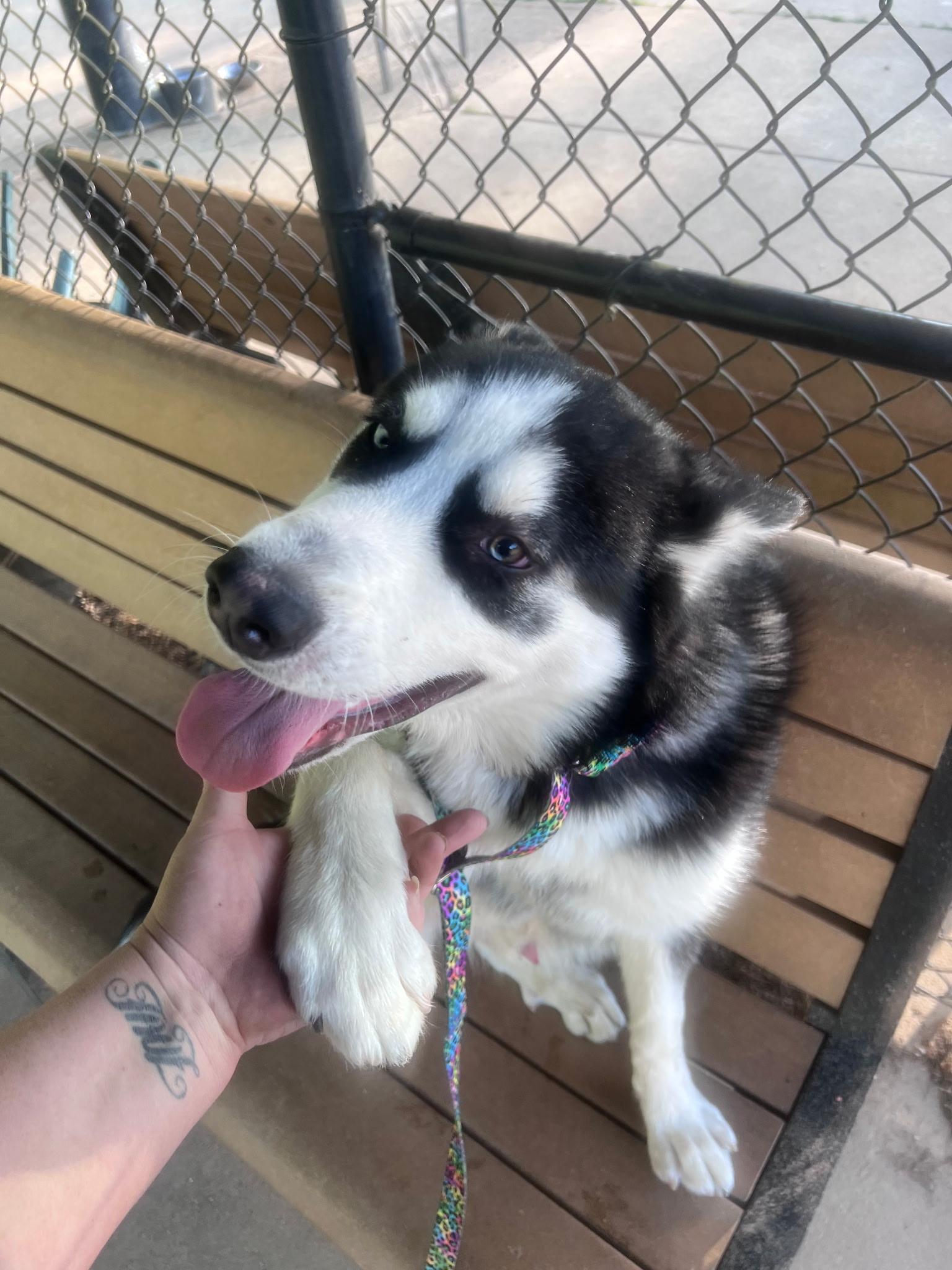 Despin, a ADOPTABLE Siberian Husky in Washington, MO image 3/3