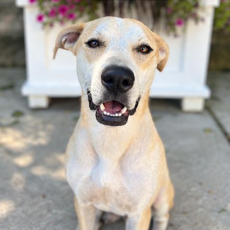 Enlarge Macy, a Adoptable mixed breed in Deerfield, IL image 2/5