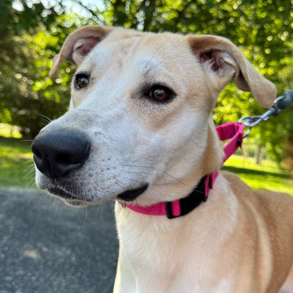 Enlarge Macy, a Adoptable mixed breed in Deerfield, IL image 1/3