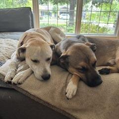 Enlarge Macy, a Adoptable mixed breed in Deerfield, IL image 2/3