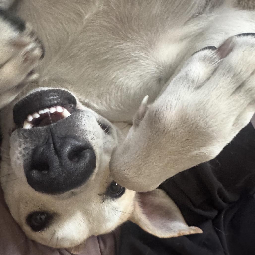 Enlarge Macy, a Adoptable mixed breed in Deerfield, IL image 4/5