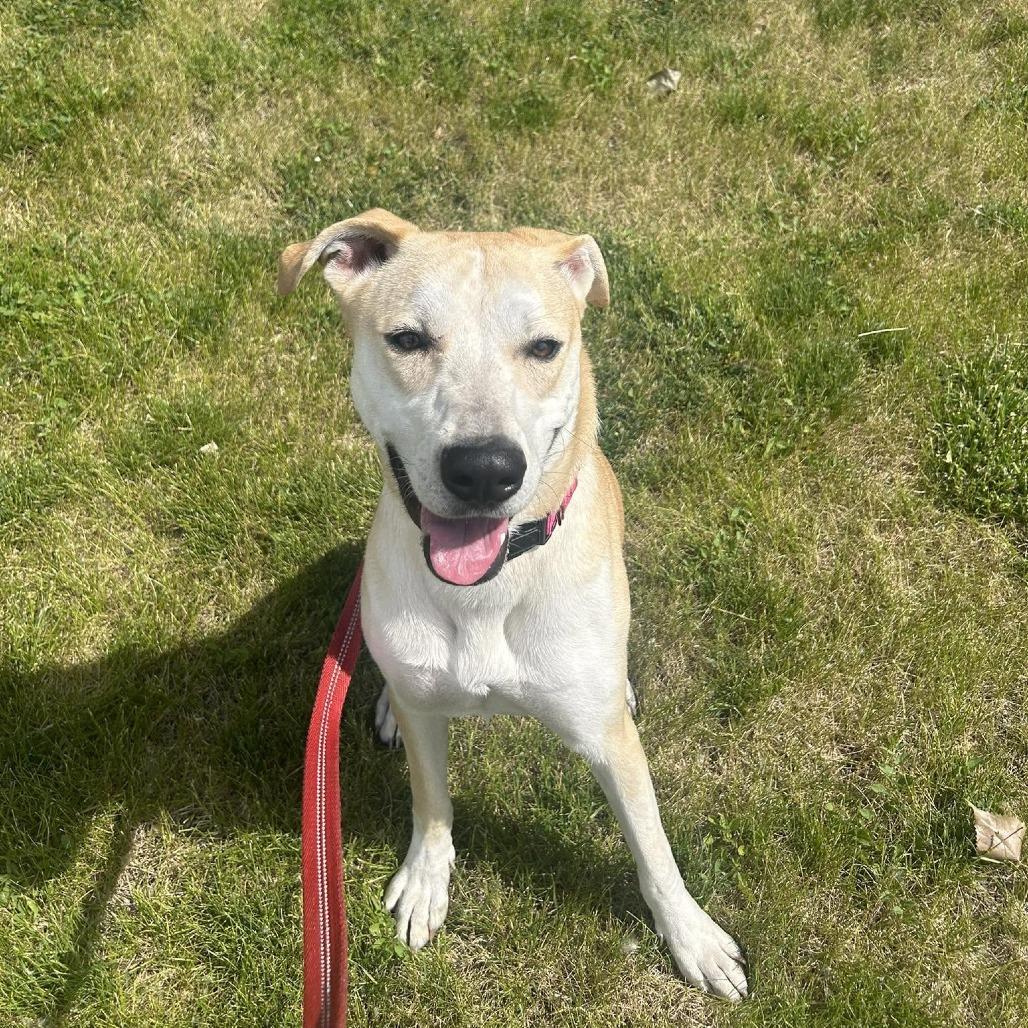 Enlarge Macy, a Adoptable mixed breed in Deerfield, IL image 3/3