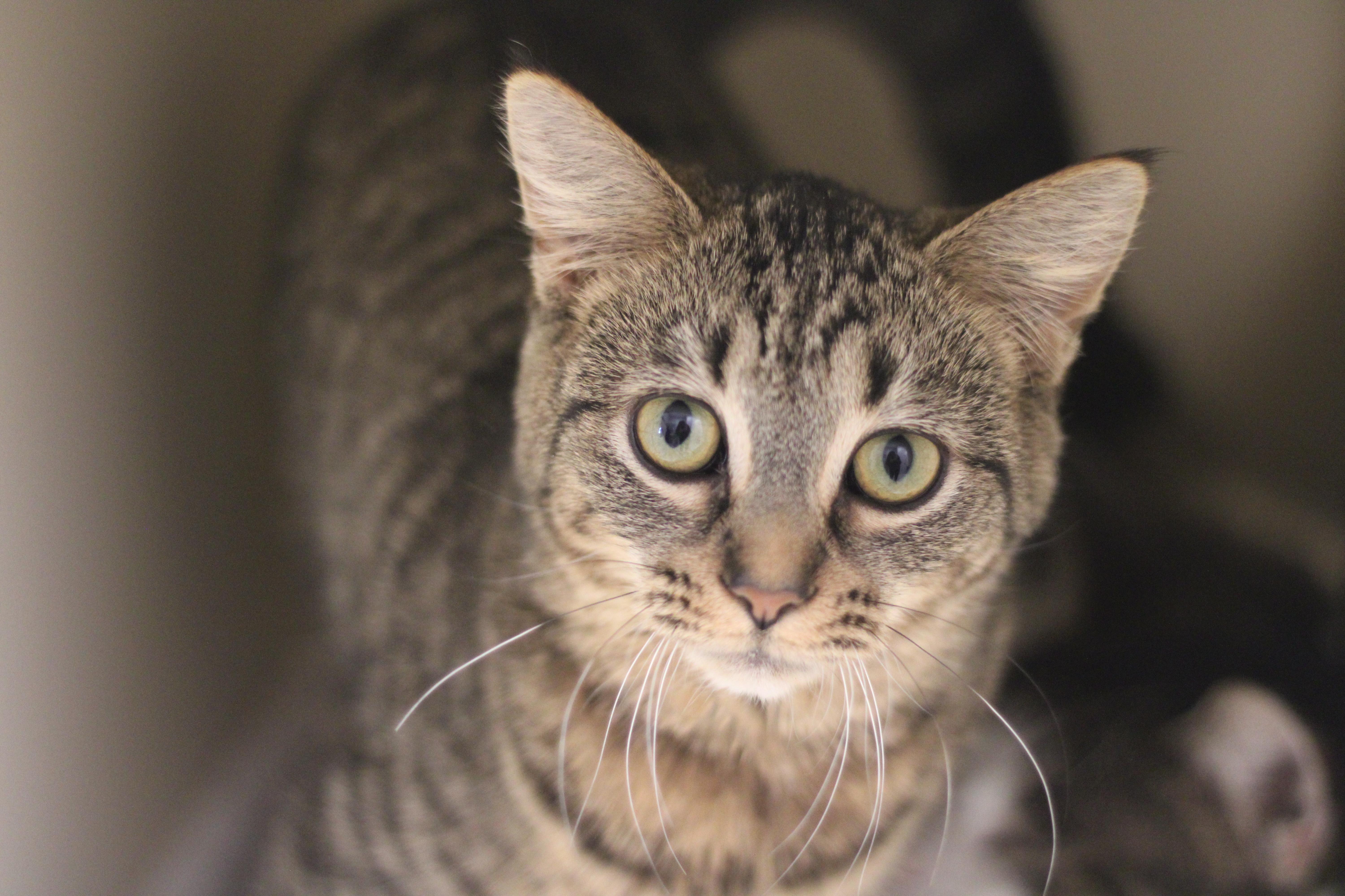 Fish, ADOPTABLE, Young Female Domestic Short Hair.