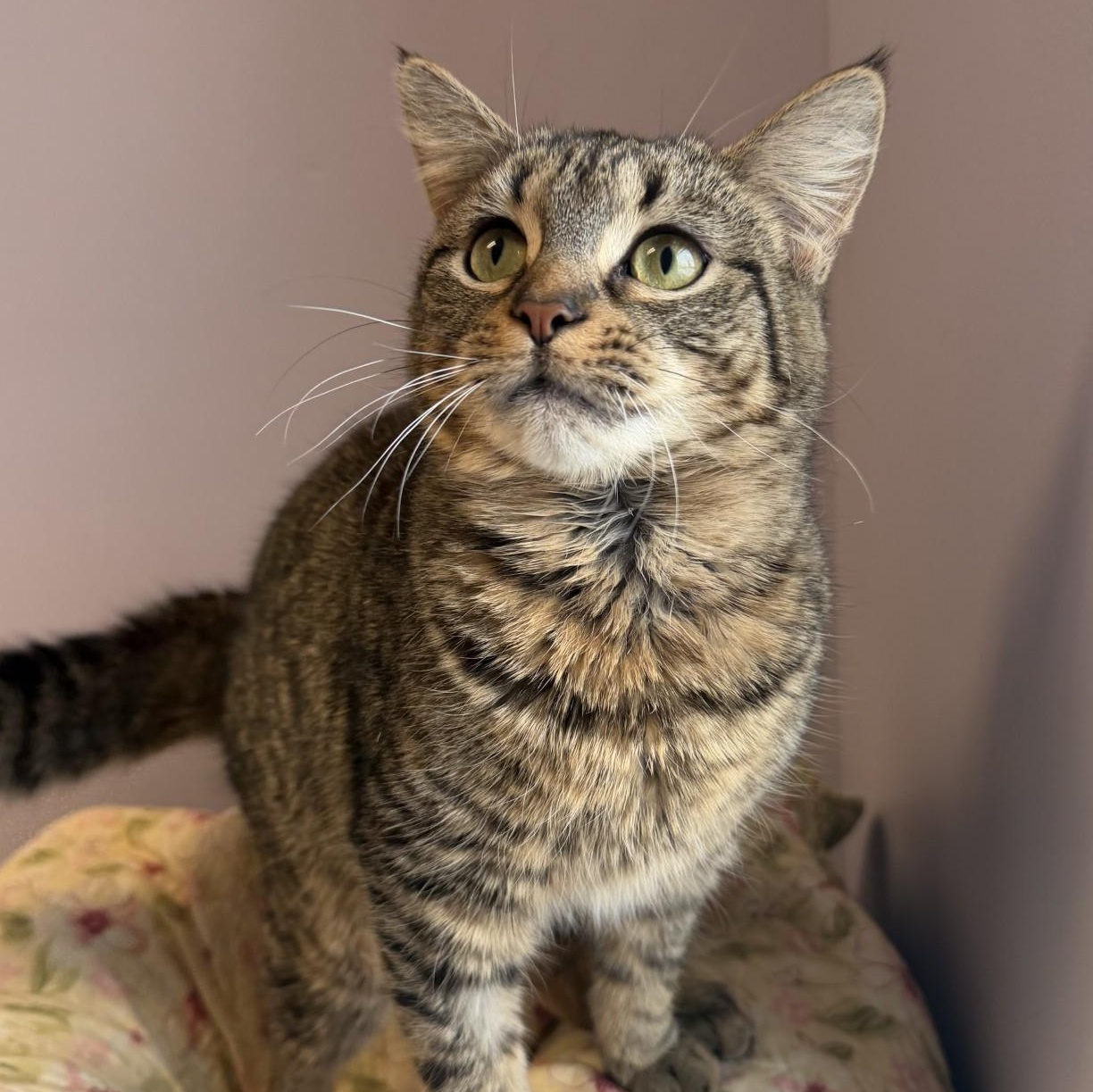 Fish, ADOPTABLE, Young Female Domestic Short Hair.