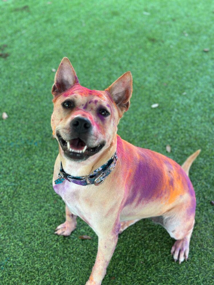 Eggnog, ADOPTABLE, Adult • Female, Carolina Dog & Chow Chow.