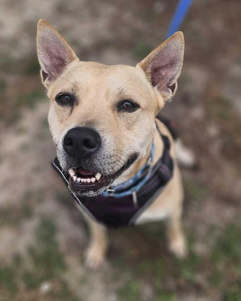 Enlarge Eggnog, a Adoptable mixed breed in Lakeland, FL image 2/6