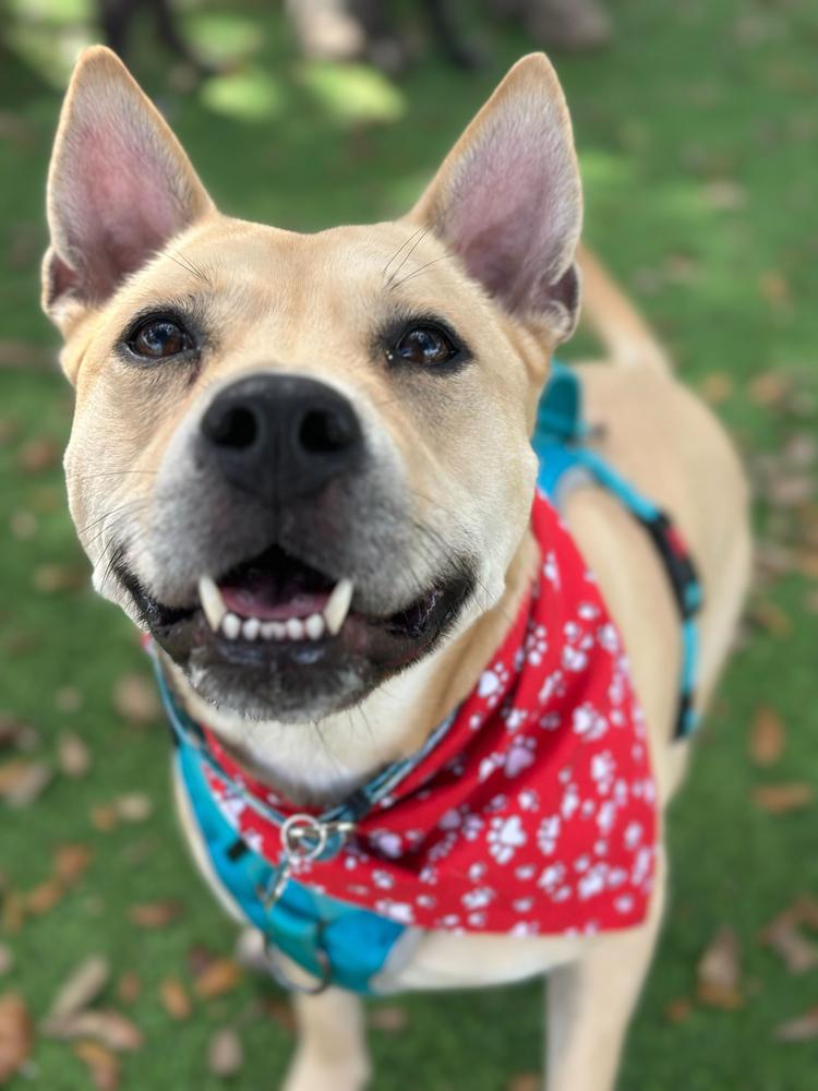 Enlarge Eggnog, a Adoptable mixed breed in Lakeland, FL image 3/6