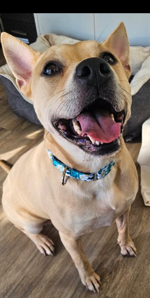 Enlarge Eggnog, a Adoptable mixed breed in Lakeland, FL image 4/6