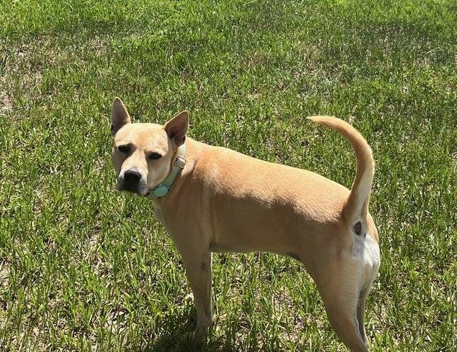 Enlarge Eggnog, a Adoptable mixed breed in Lakeland, FL image 5/6