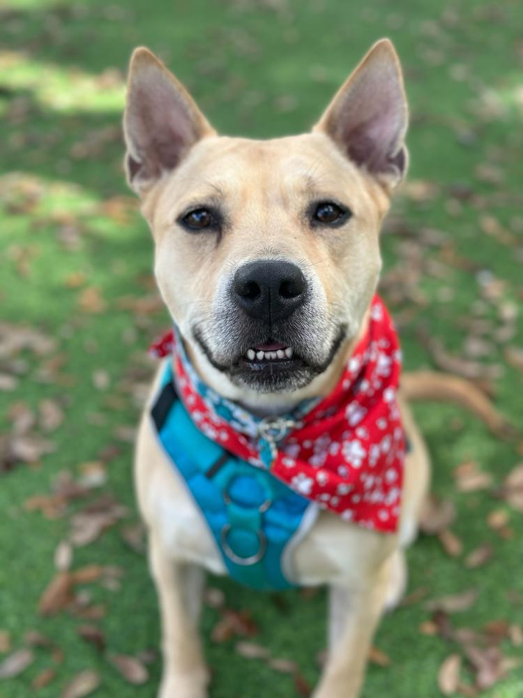Enlarge Eggnog, a Adoptable mixed breed in Lakeland, FL image 6/6