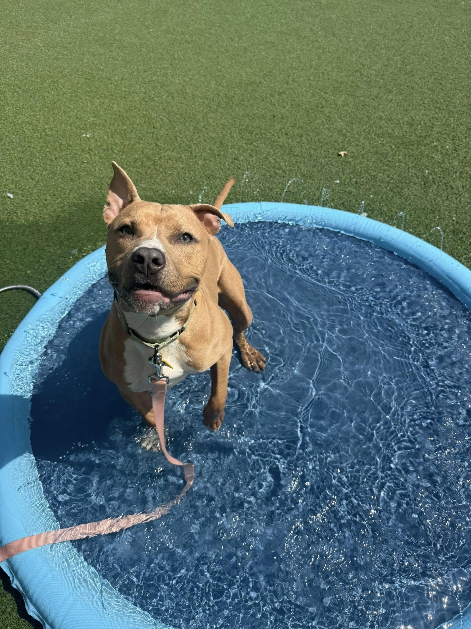 Nemo, Young Male Pit Bull Terrier